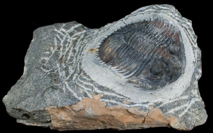 Bargain Thysanopeltis Trilobite #6918